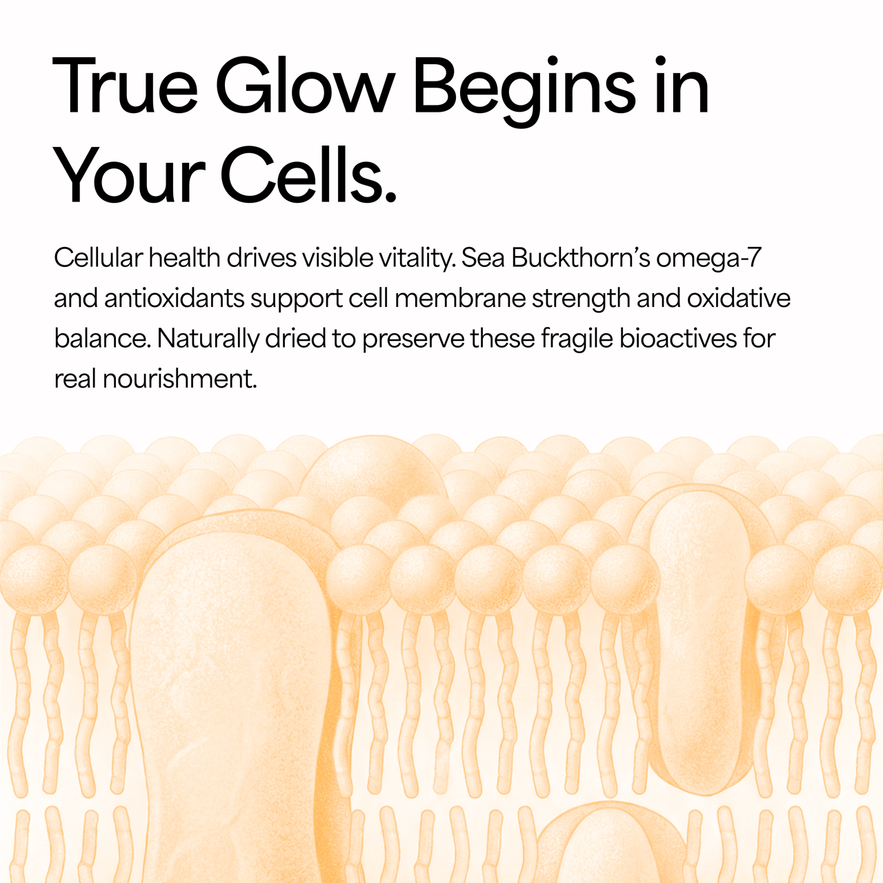 Organic Sea Buckthorn Powder