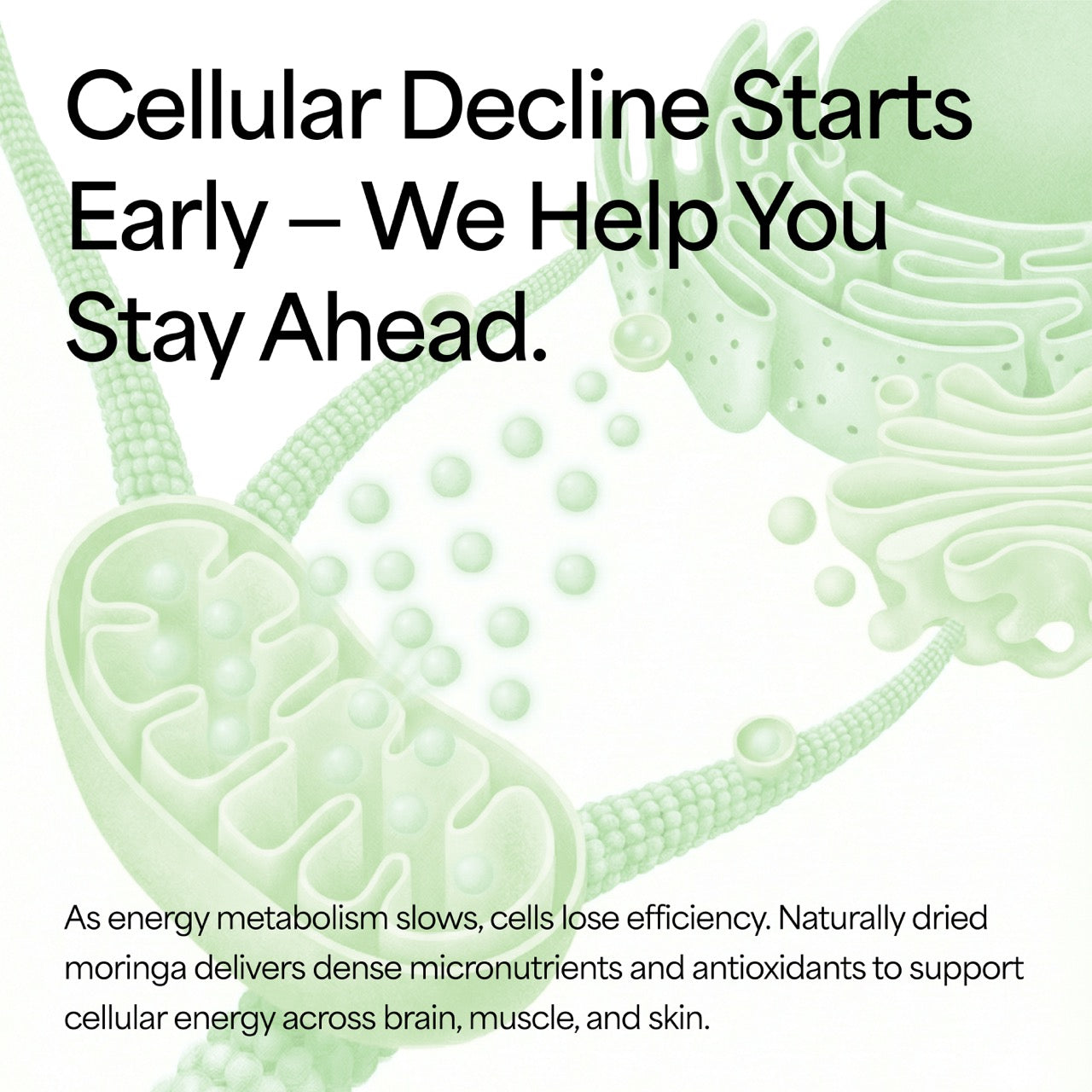 Organic Moringa Powder