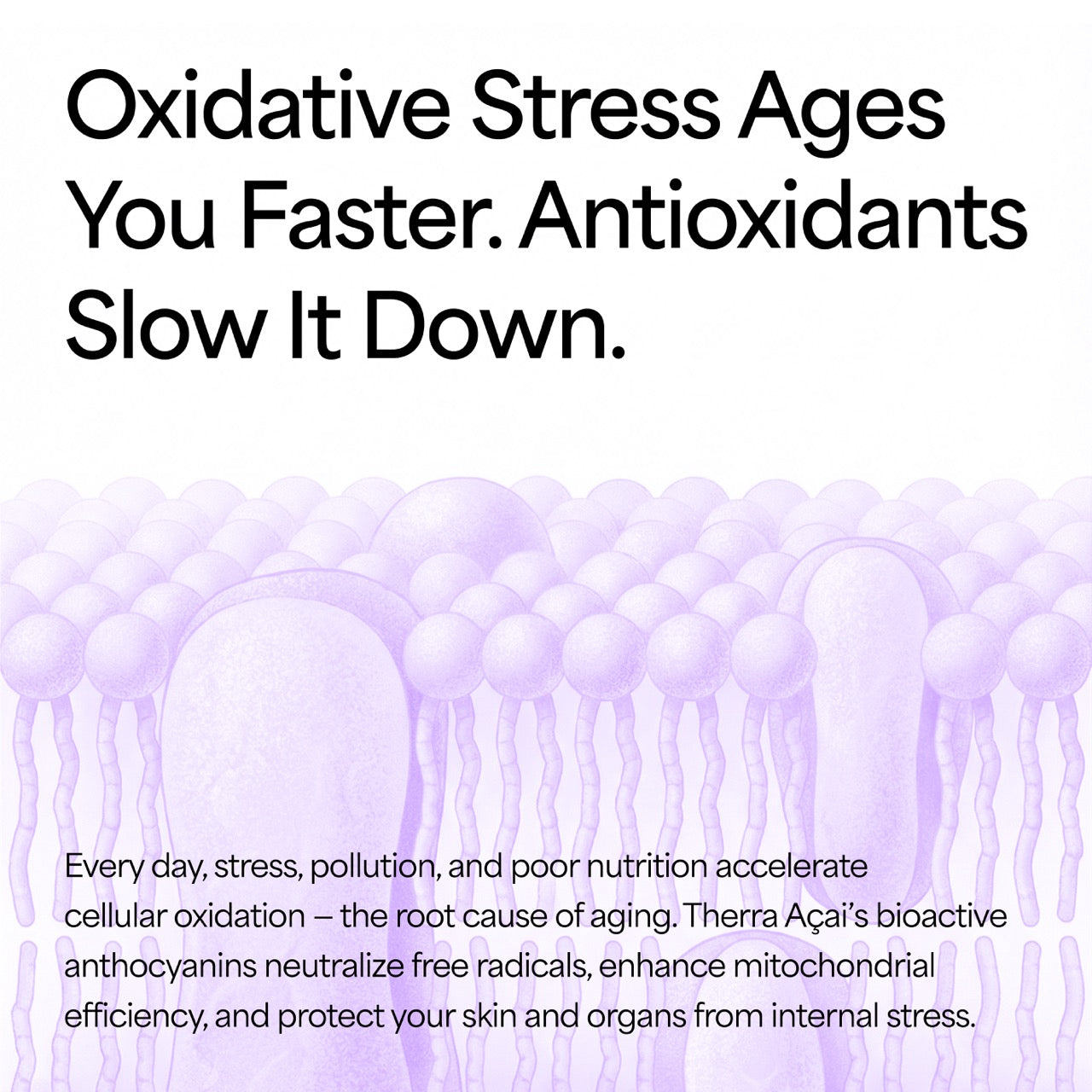 Organic Acai Berry Powder