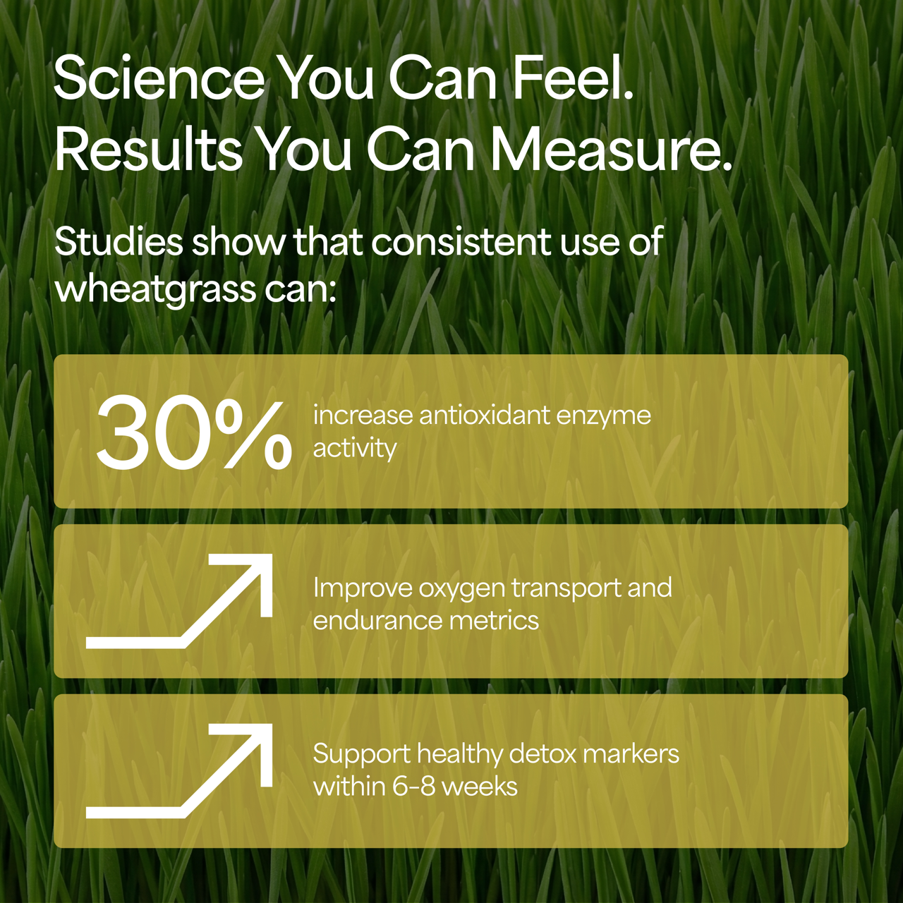 Organic Wheatgrass Powder