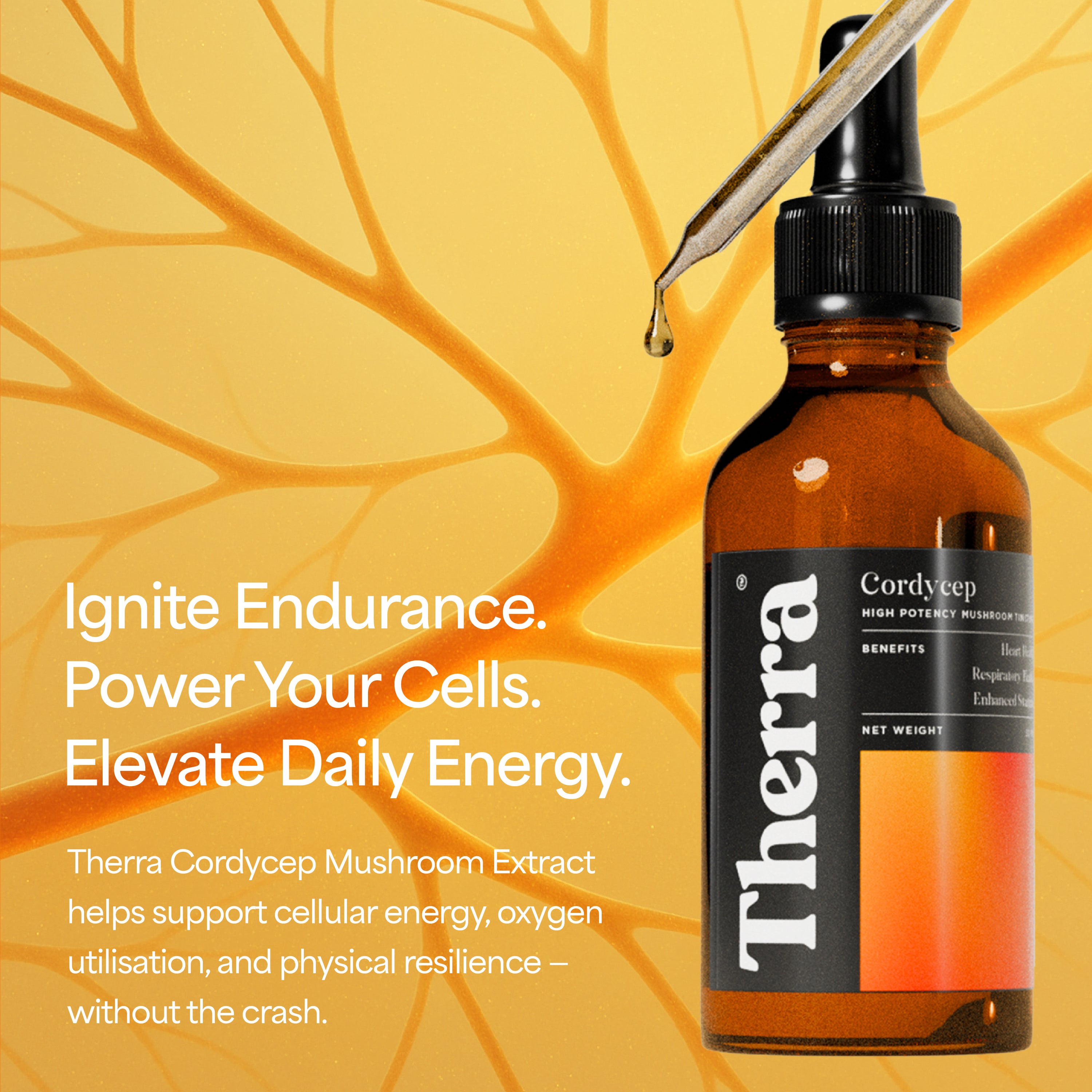 Cordycep Mushroom Tincture