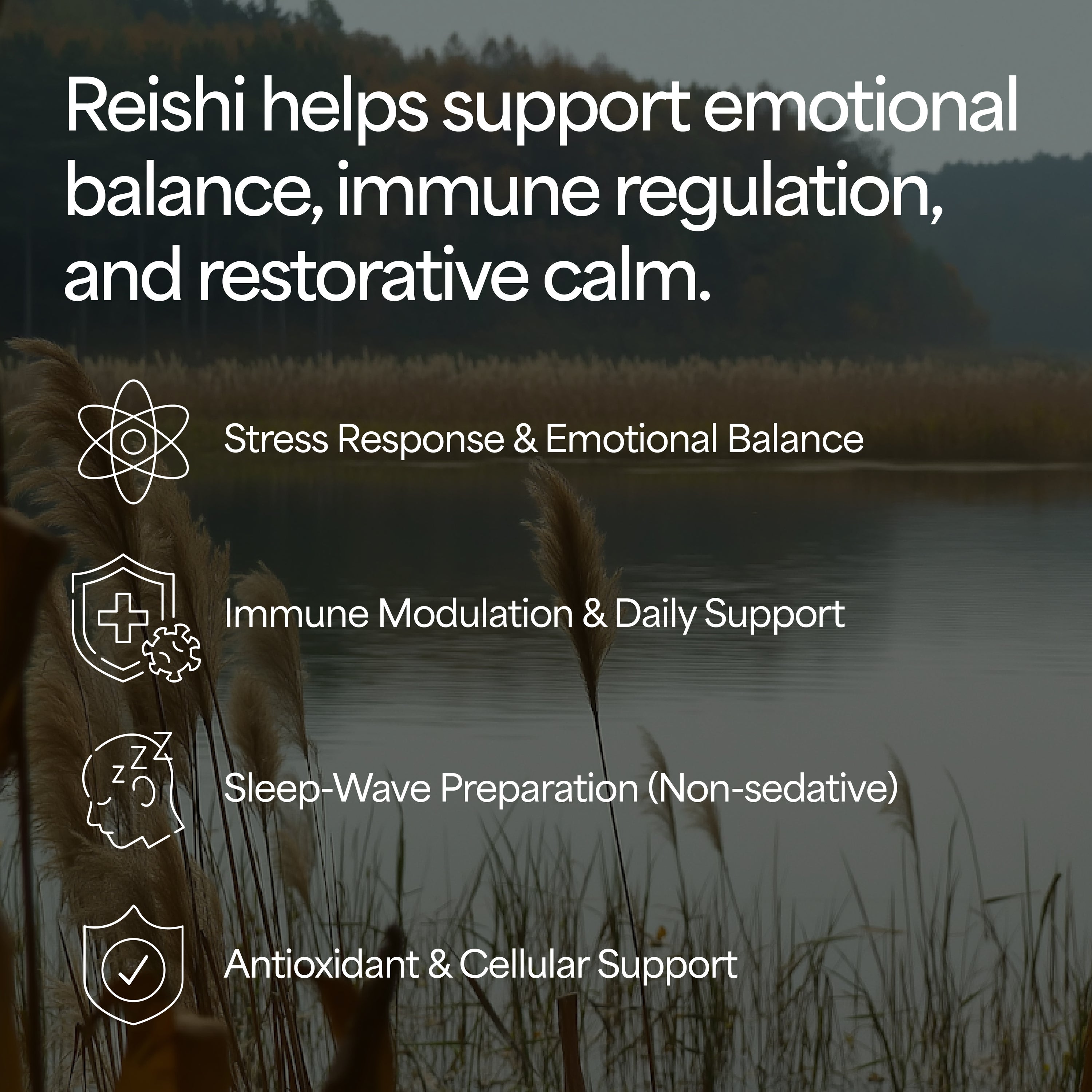 Reishi Mushroom Tincture