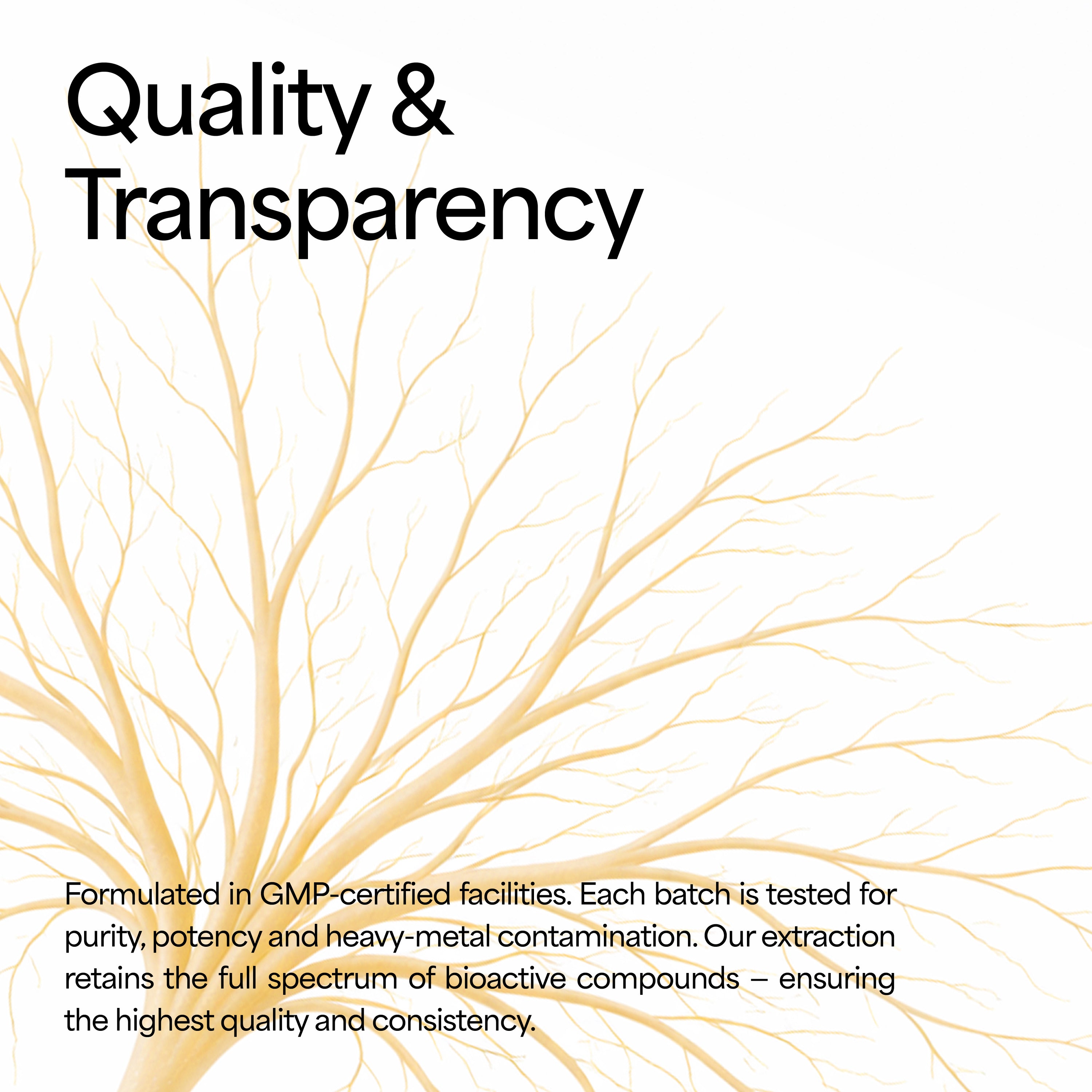 Cordycep Mushroom Tincture